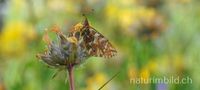 Hochmoor- Perlmutterfalter (Boloria aquilonaris)