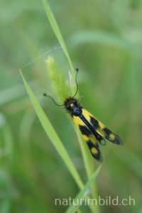 &Ouml;stlicher Schmetterlingshaft (Libelloides macaronius)