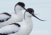 S&auml;belschn&auml;bler (Recurvirostra avosetta)