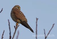 Turmfalke (Falco tinnunculus), Wauwilermoos