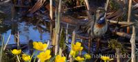 Blaukehlchen (Luscinia svecica)